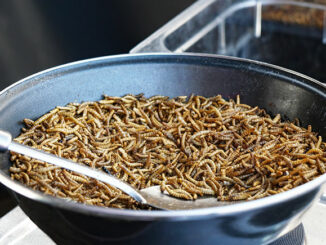 Cocinar insectos donde comprarlos supermercado